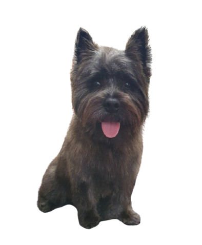 Photo d'un Cairn Terrier fraîchement toiletté