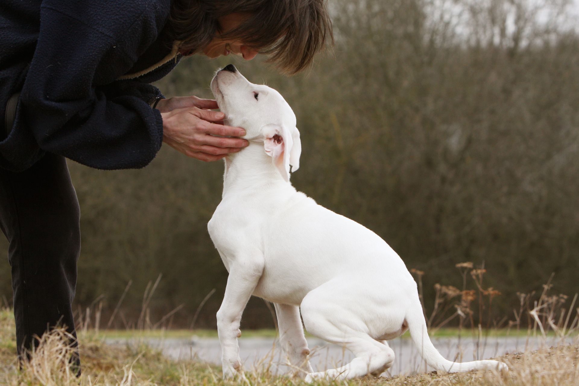 Une personne tient délicatement le visage d'un chiot blanc tandis qu'ils se regardent dans un champ herbeux.