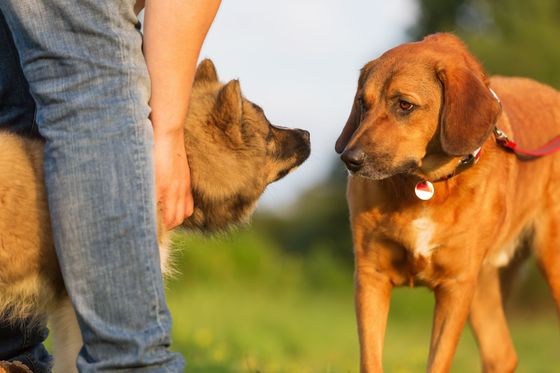 Une personne se tient debout avec un chien à poil long à ses côtés, face à un chien beige à poil court.
