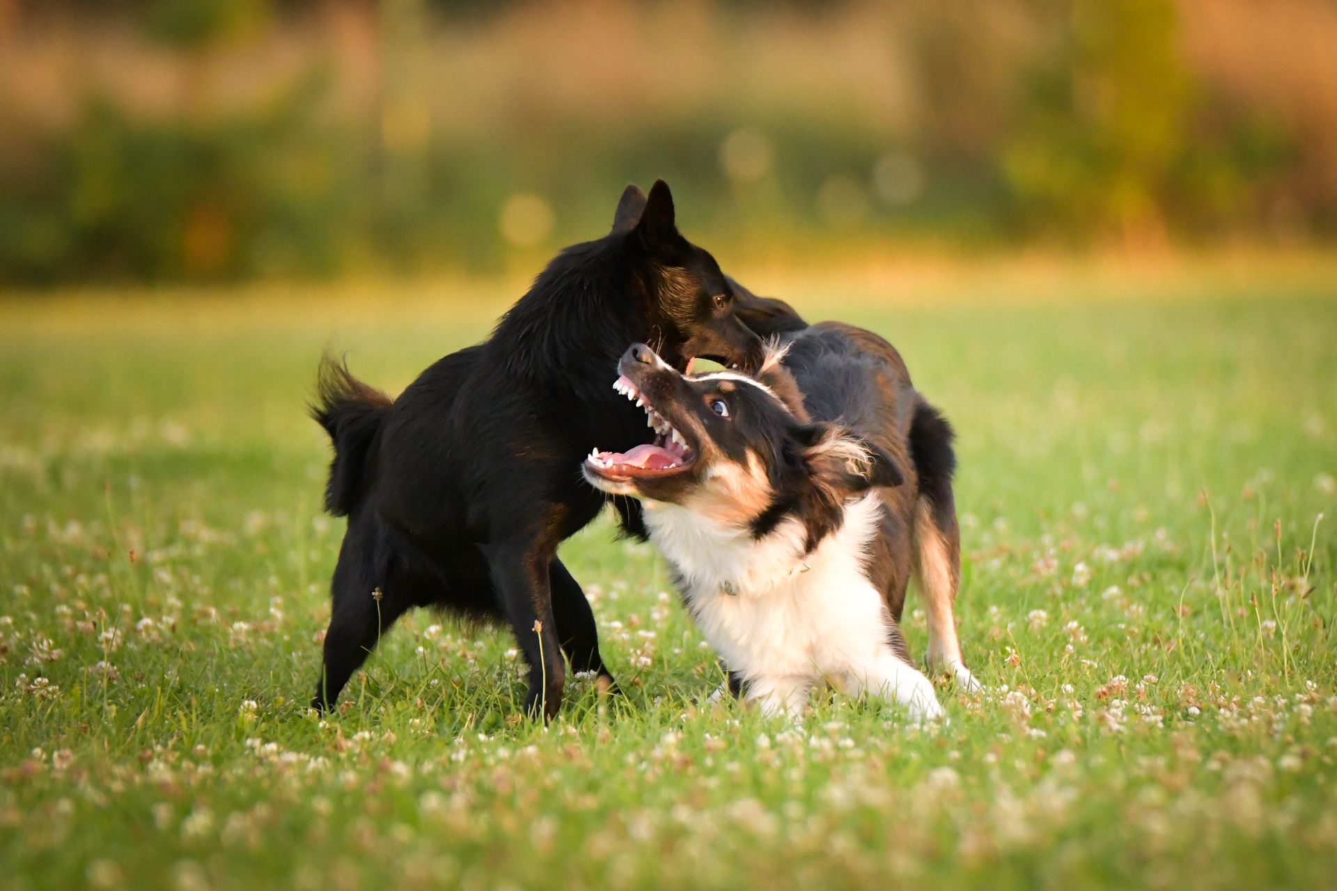 Deux chiens, l'un entièrement noir et l'autre tricolore, jouent ensemble dans un champ.