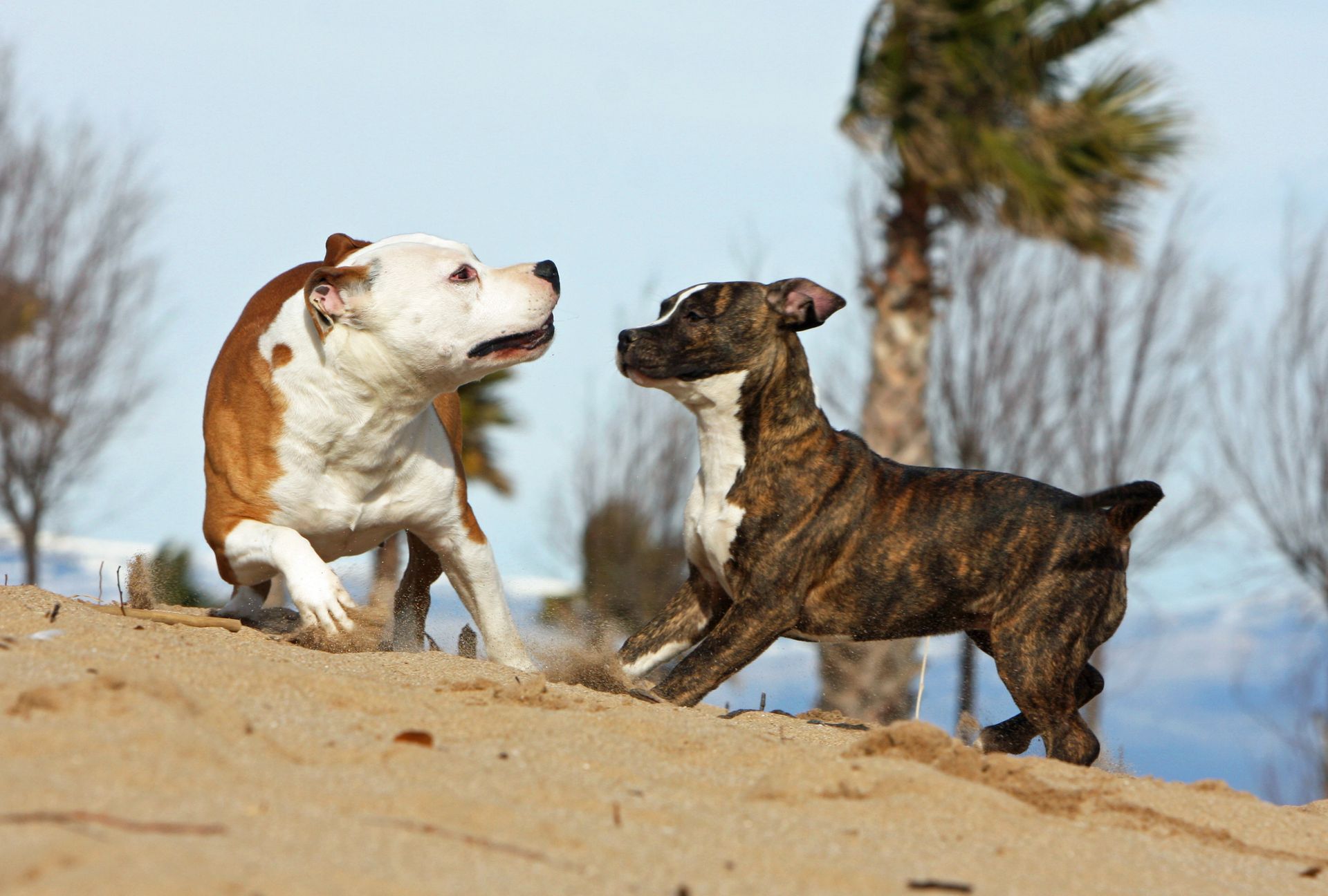 Deux chiens jouent sur une dune de sable, avec des arbres et un ciel lumineux en arrière-plan.