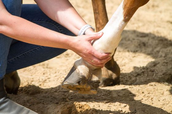 Une personne s'accroupit sur le sol pour examiner le bas de la jambe et le sabot d'un cheval.