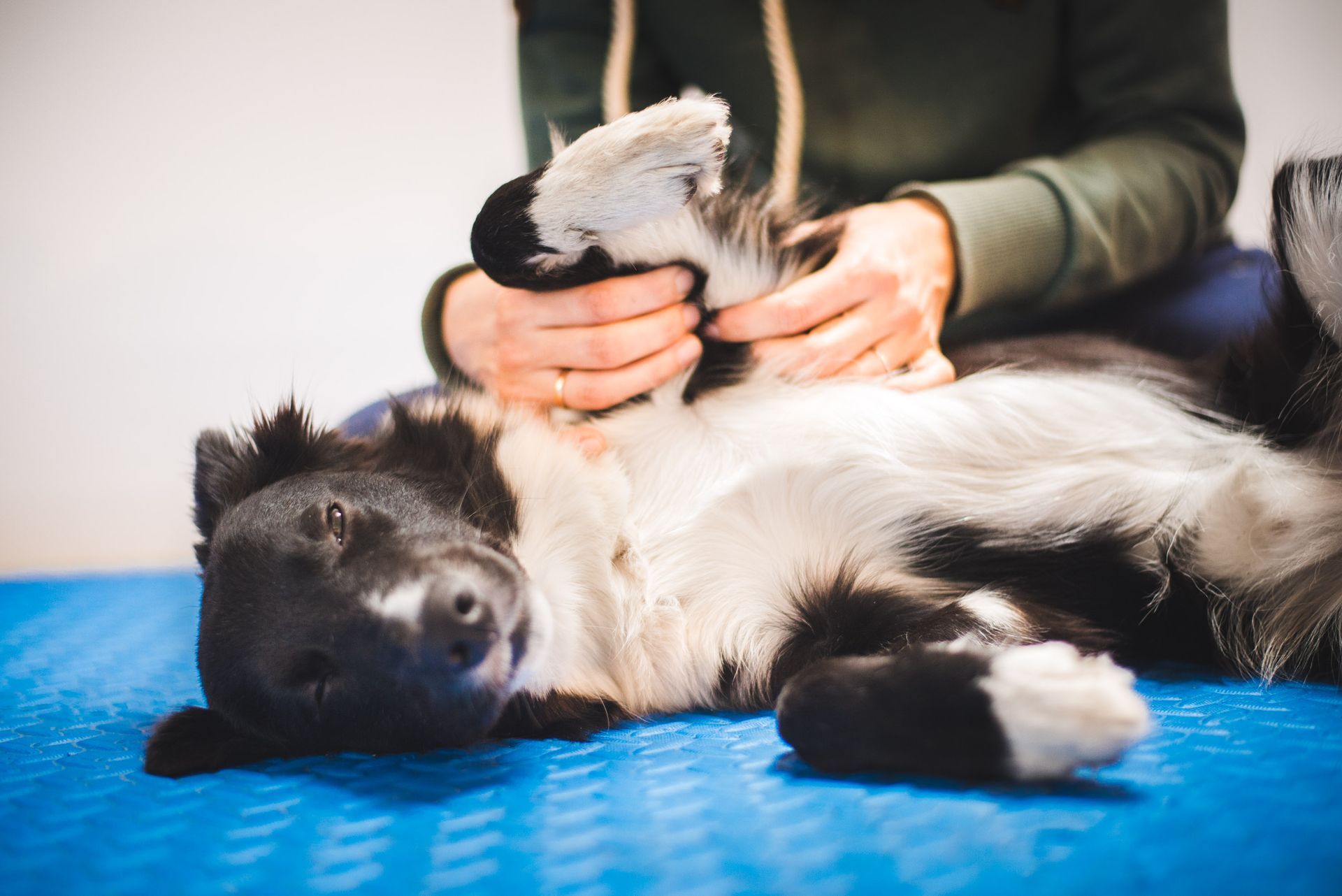 Une personne tient la patte d'un chien border collie allongé sur le dos sur un tapis bleu texturé.