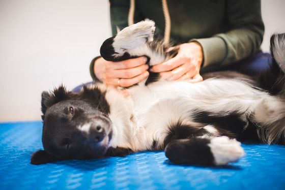 Une personne allongée sur un tapis bleu masse doucement la patte avant d'un border collie noir et blanc.
