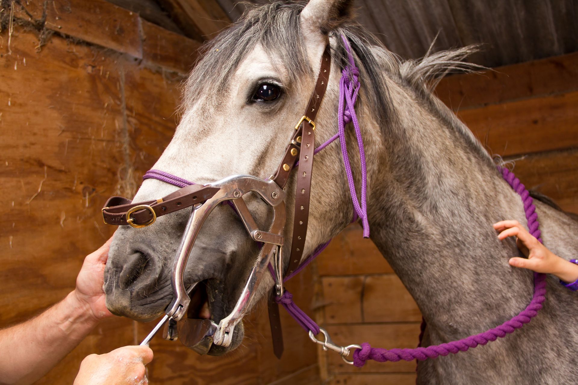 Un vétérinaire procède à un examen dentaire sur un cheval gris pommelé portant un bridon et un licol violet à l'intérieur d'un box en bois.
