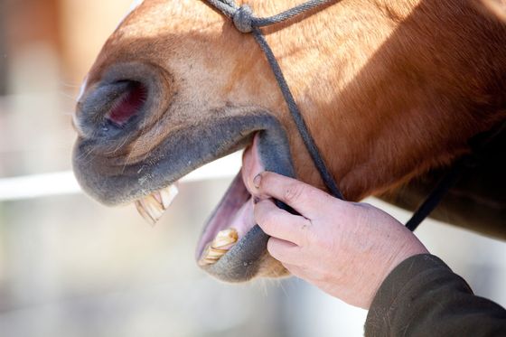 Une personne écarte les dents d'un cheval bai.