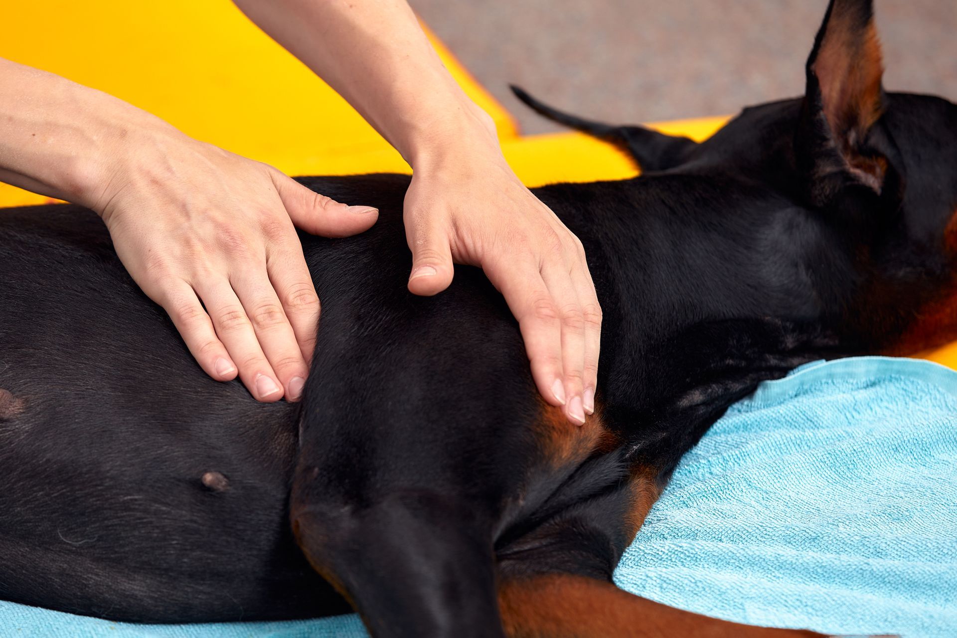 Une personne masse un doberman allongé sur une surface recouverte d'une serviette bleue.