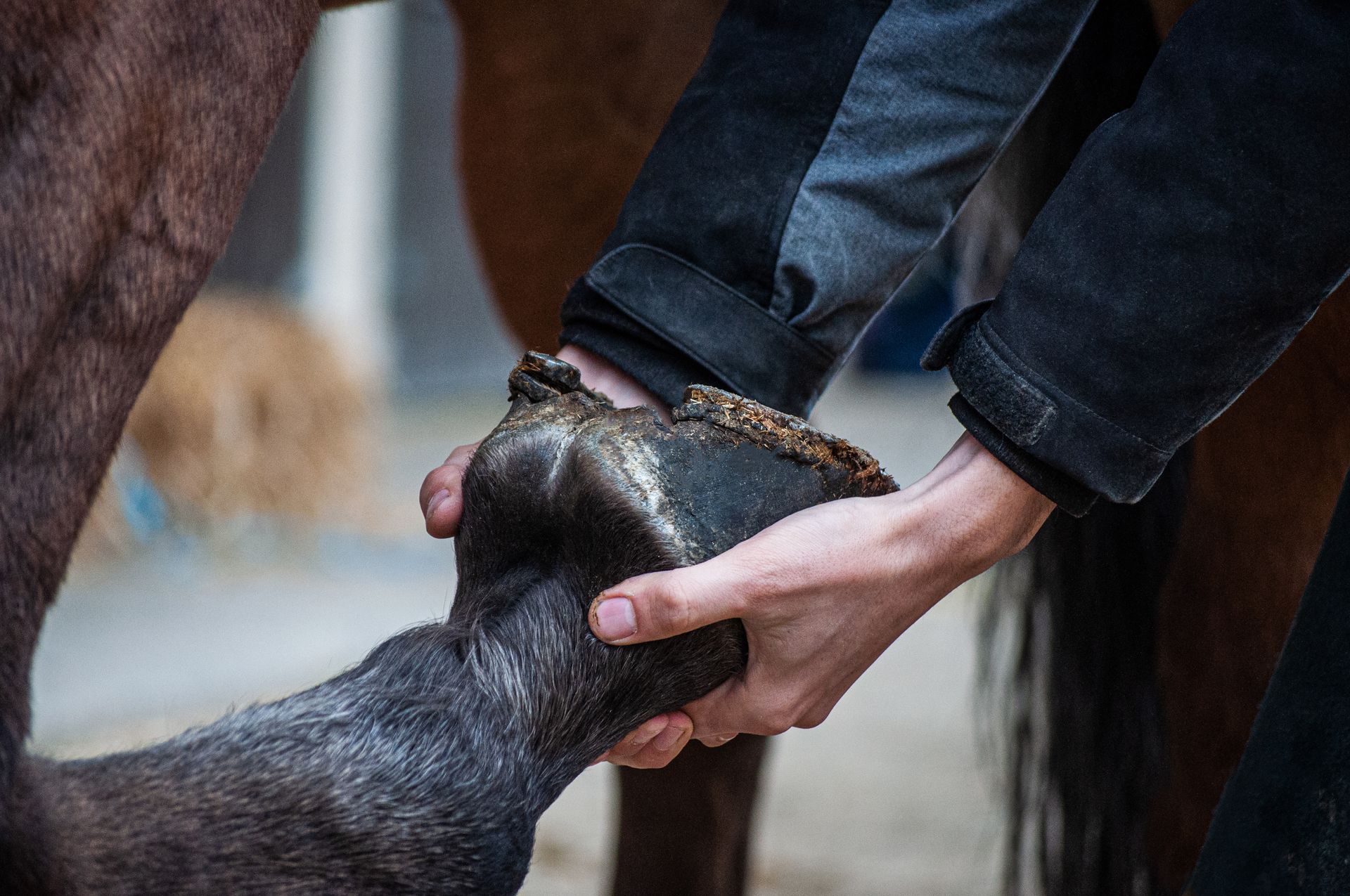 Une personne tient le sabot d'un cheval pour en examiner la face inférieure.