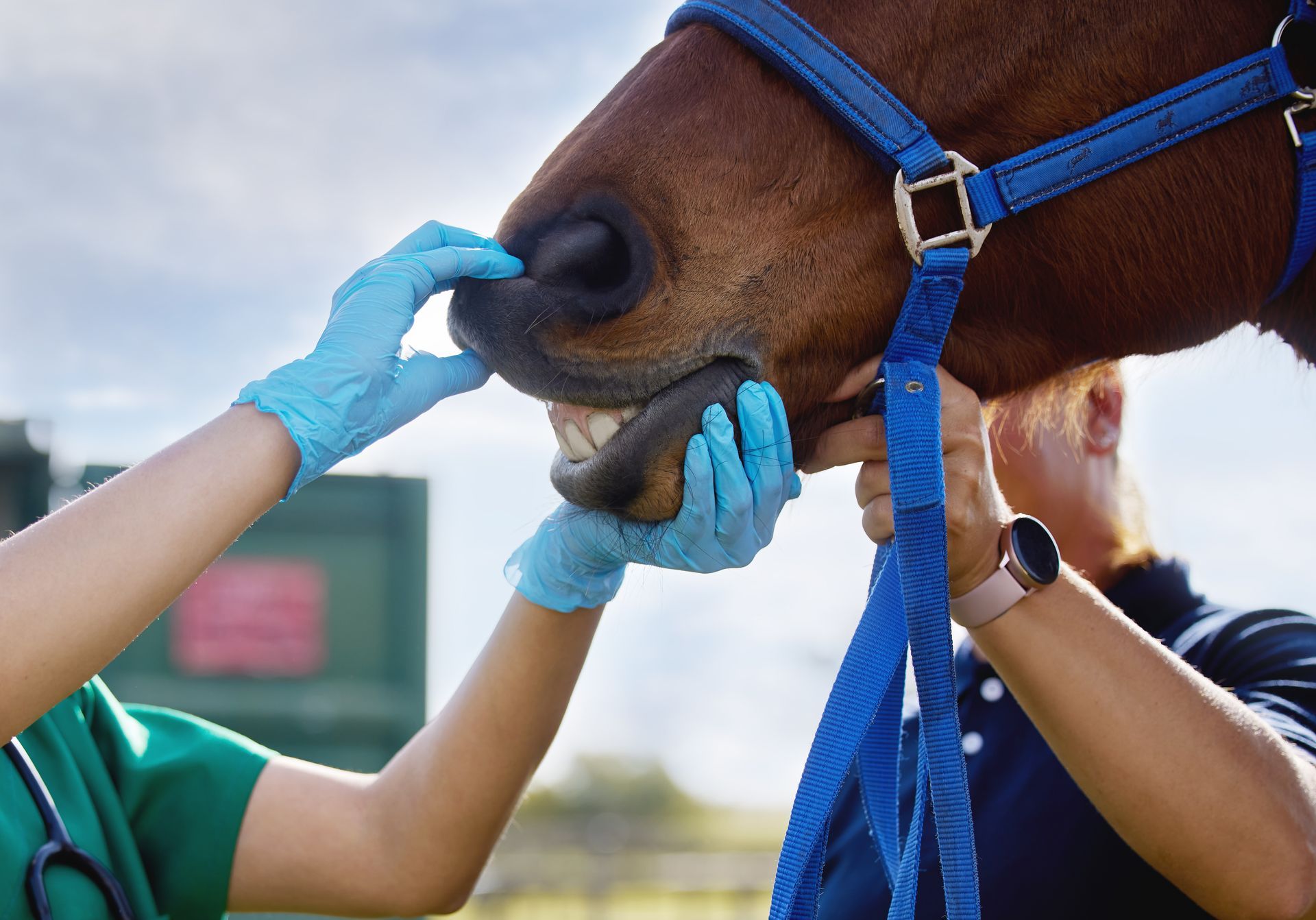 Un vétérinaire en blouse verte et gants bleus examine la bouche d'un cheval tandis qu'un assistant tient le licol bleu.