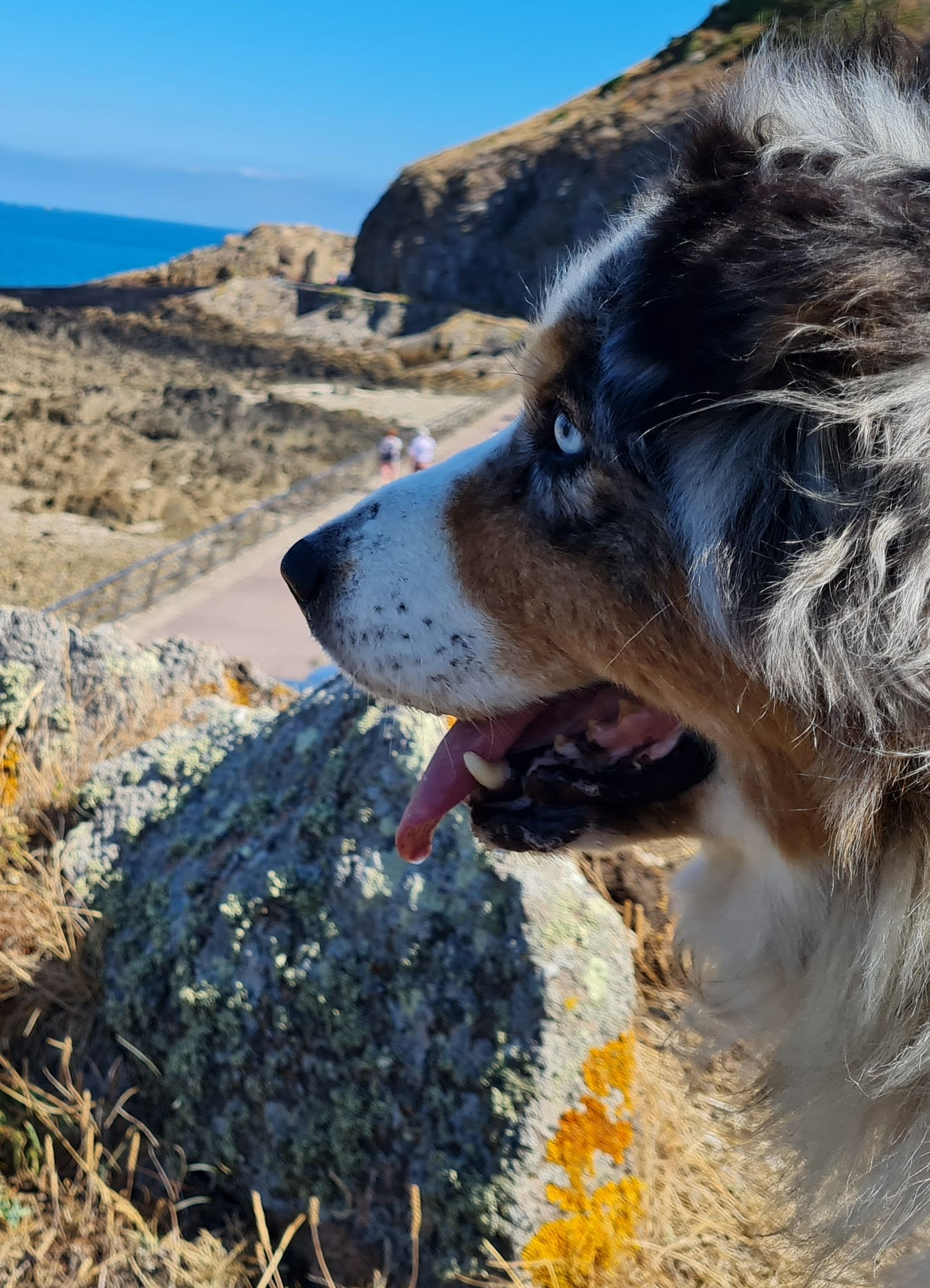 Gros plan d'un chien tricolore sur un sentier côtier rocailleux avec l'océan en arrière-plan.