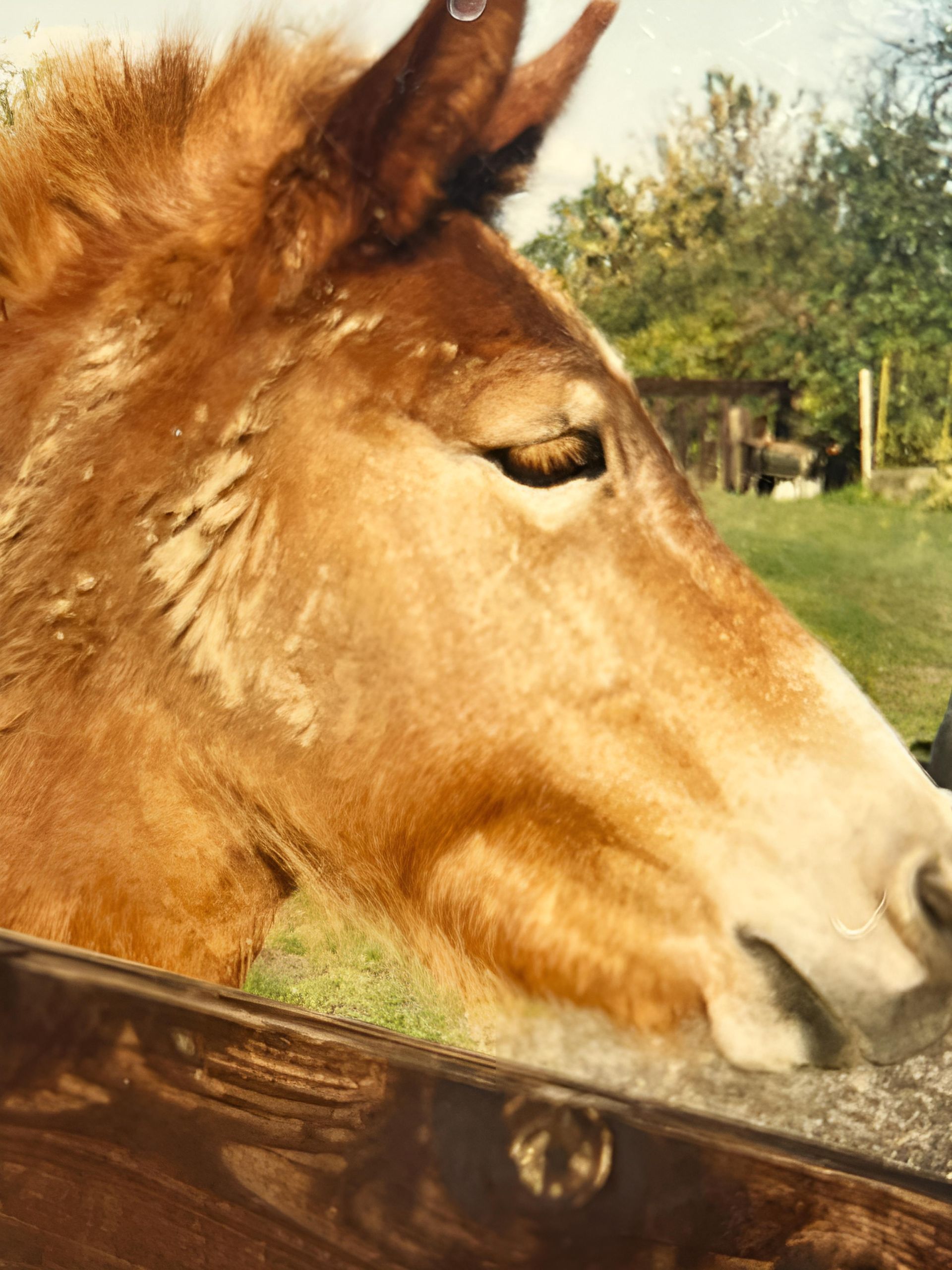 Gros plan sur la tête d'un âne brun penchée par-dessus une clôture en bois à l'extérieur