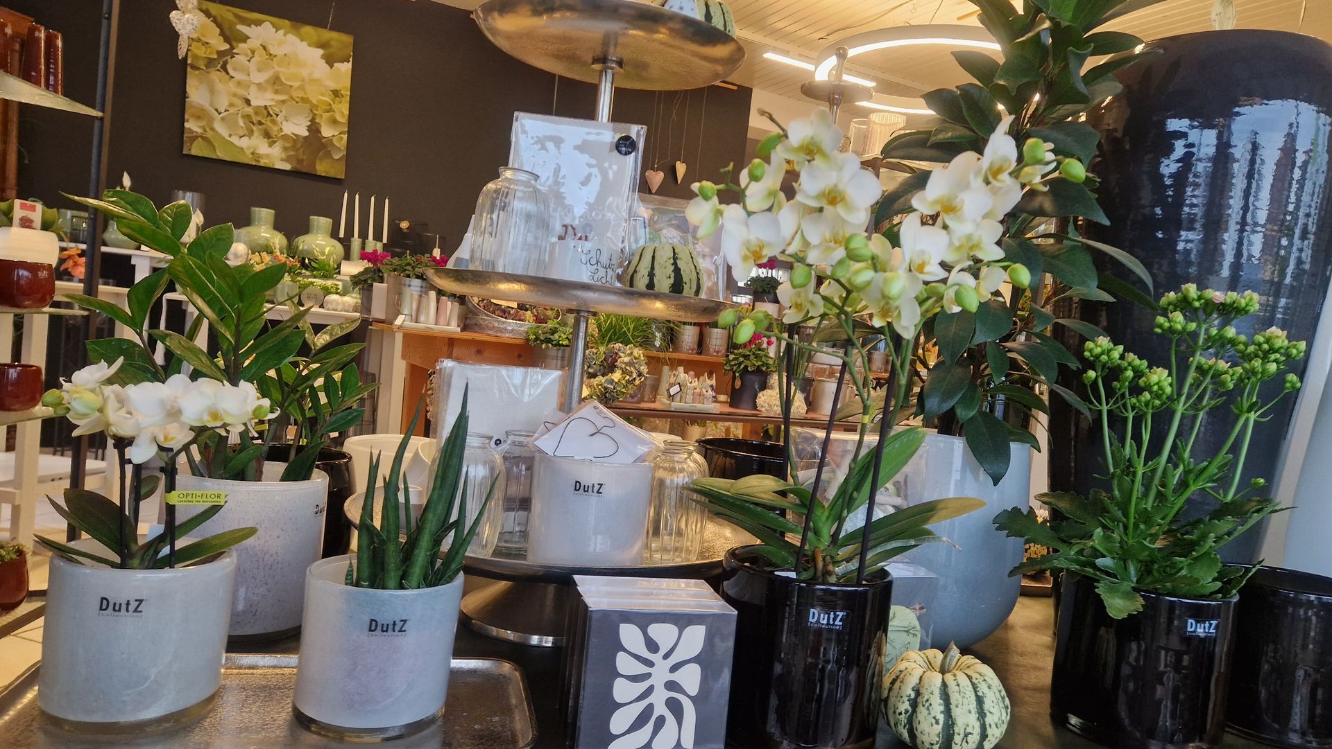Ausstellung von Pflanzen und Dekorationen in einem Geschäft, mit weißen Orchideen und einem silbernen Etagentablett.