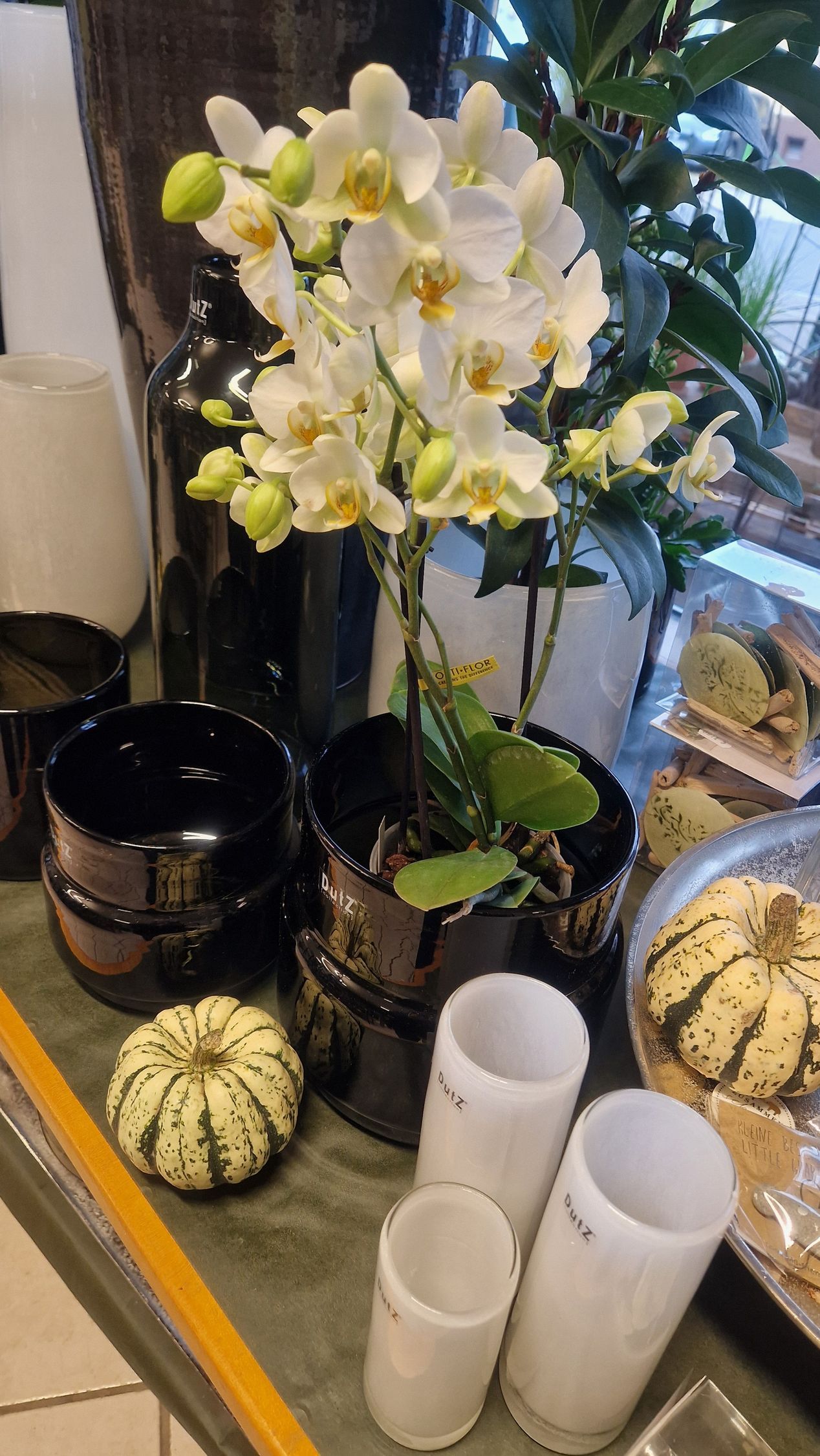 Weiße Orchideen, Kürbisse und schwarz-weiße Töpfe auf einer Fensterbank.