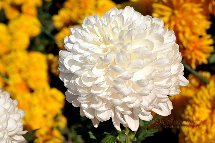 Chrysanthèmes blancs en fleurs sur un fond flou de fleurs orange