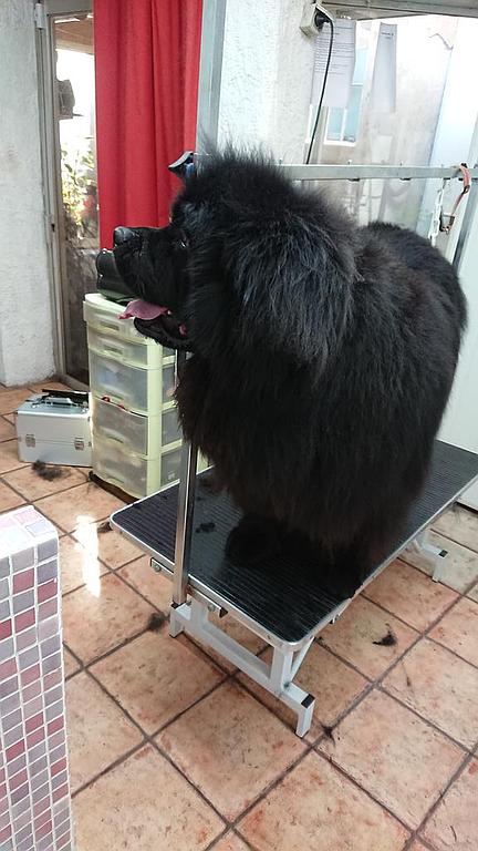 Toilettage pour chien