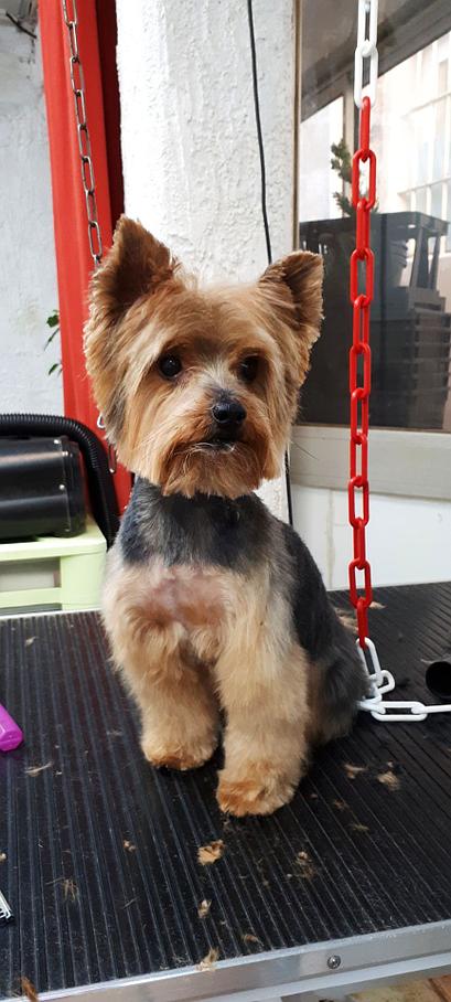 Toilettage toutes races