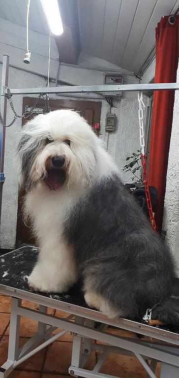 Toiletteur toutes races