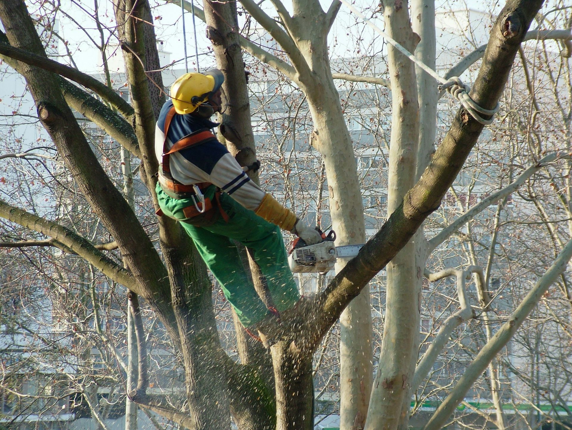 Découpe de branches