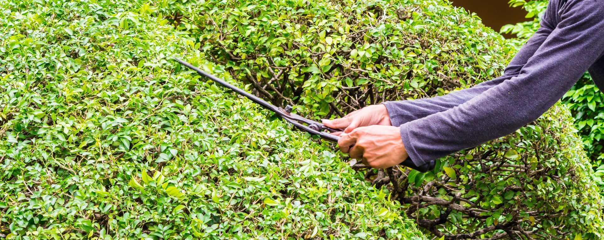 Taille de haies avec un sécateur