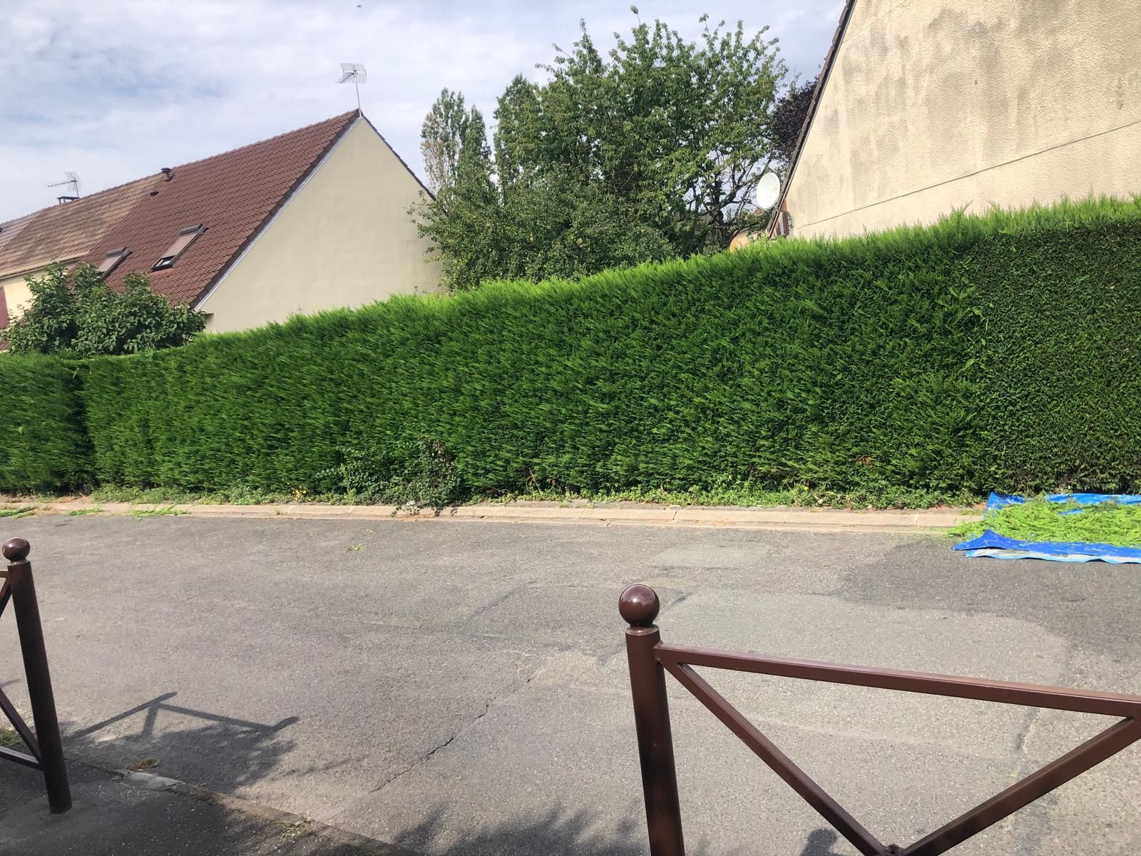 Haies taillées vues de loin