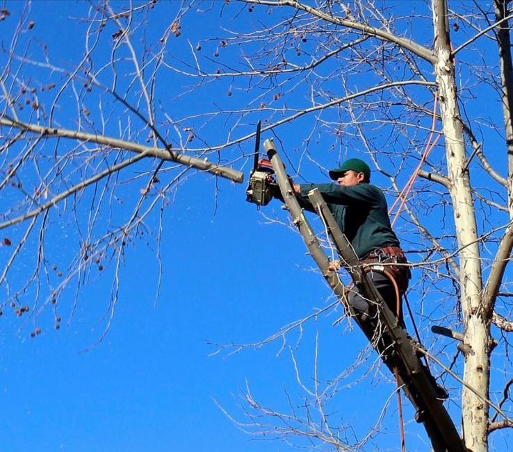 Élagage d'un arbre en hauteur
