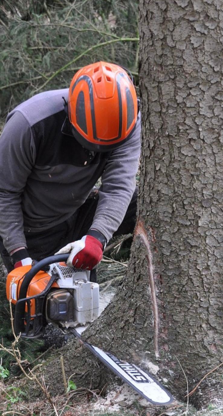 Tronçonnage d'arbre