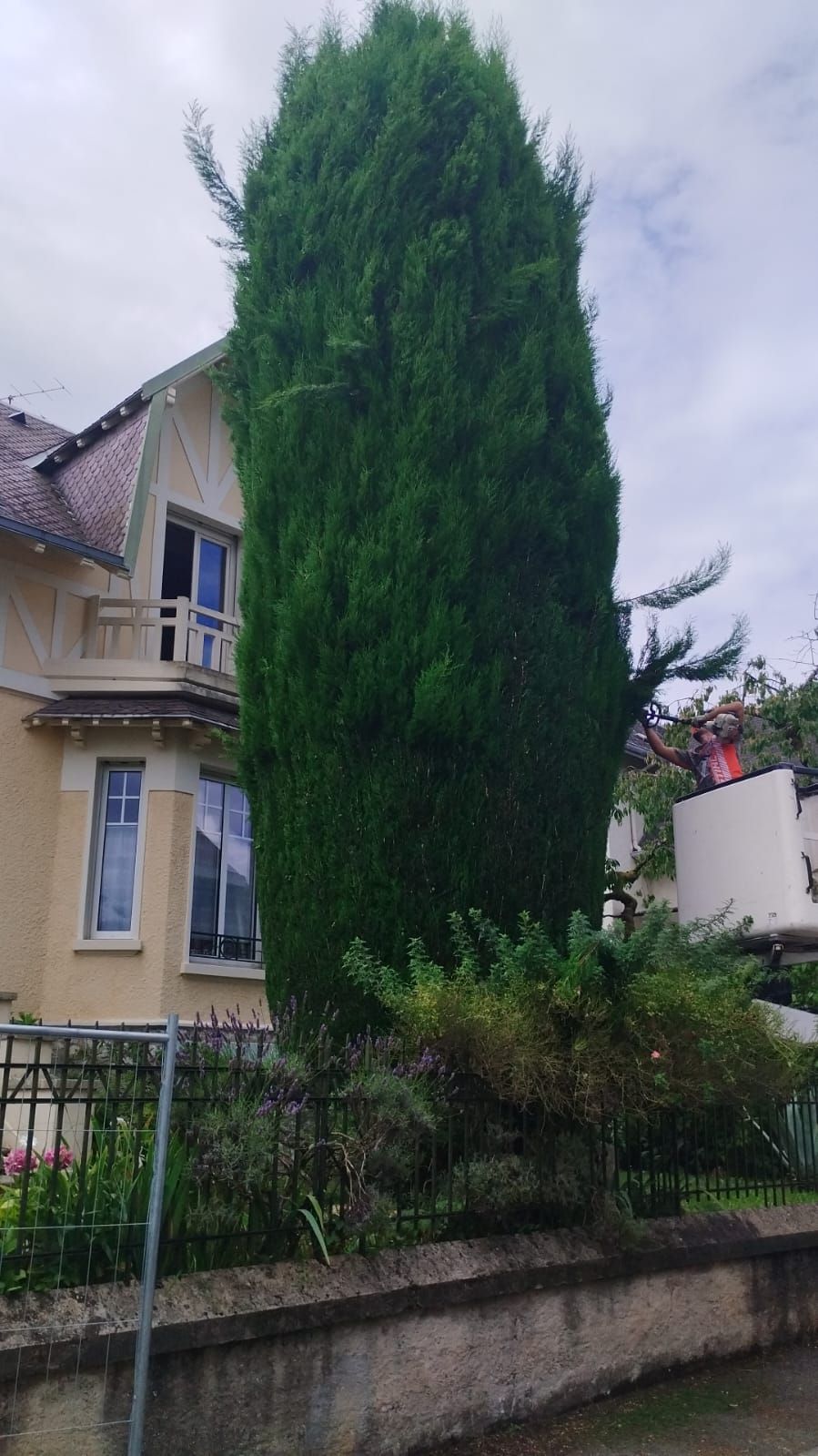 Massif avant la taille