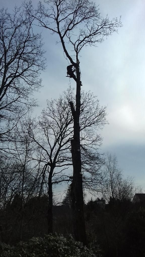 Des arbres dénudés se détachant sur un ciel nuageux, avec une personne grimpant à un grand tronc près du sommet.