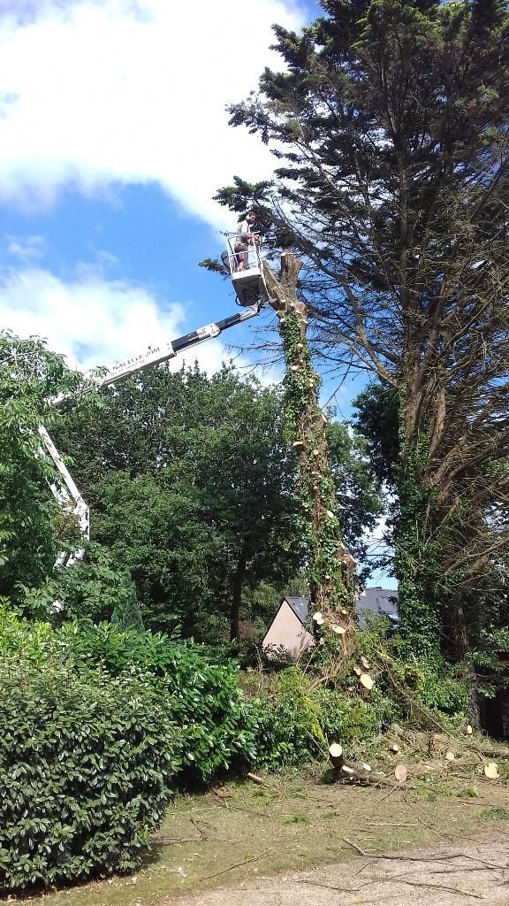 Un élagueur taille les branches d'un grand arbre près d'un jardin, sous un ciel bleu parsemé de nuages.