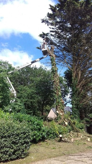 Une personne grimpe à un arbre dans un jardin luxuriant sous un ciel bleu