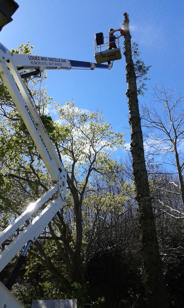 Une nacelle élévatrice taille de grands arbres sur fond de ciel bleu azur.
