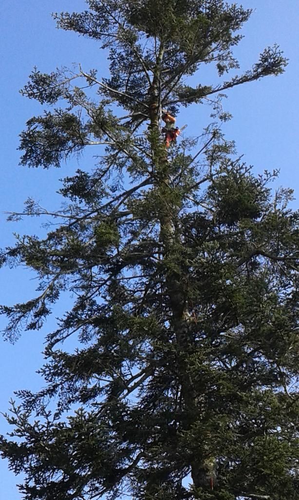 Un grand arbre feuillu se détache sur un ciel bleu clair, une personne grimpe près de sa cime.