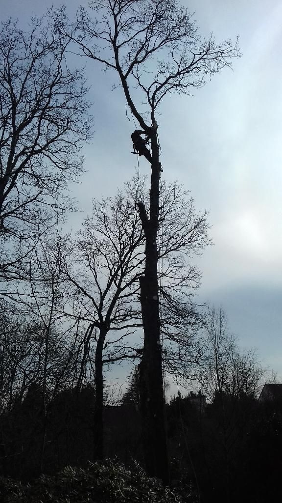 Silhouette d'une personne grimpant à un grand arbre dénudé sur fond de ciel nuageux au crépuscule