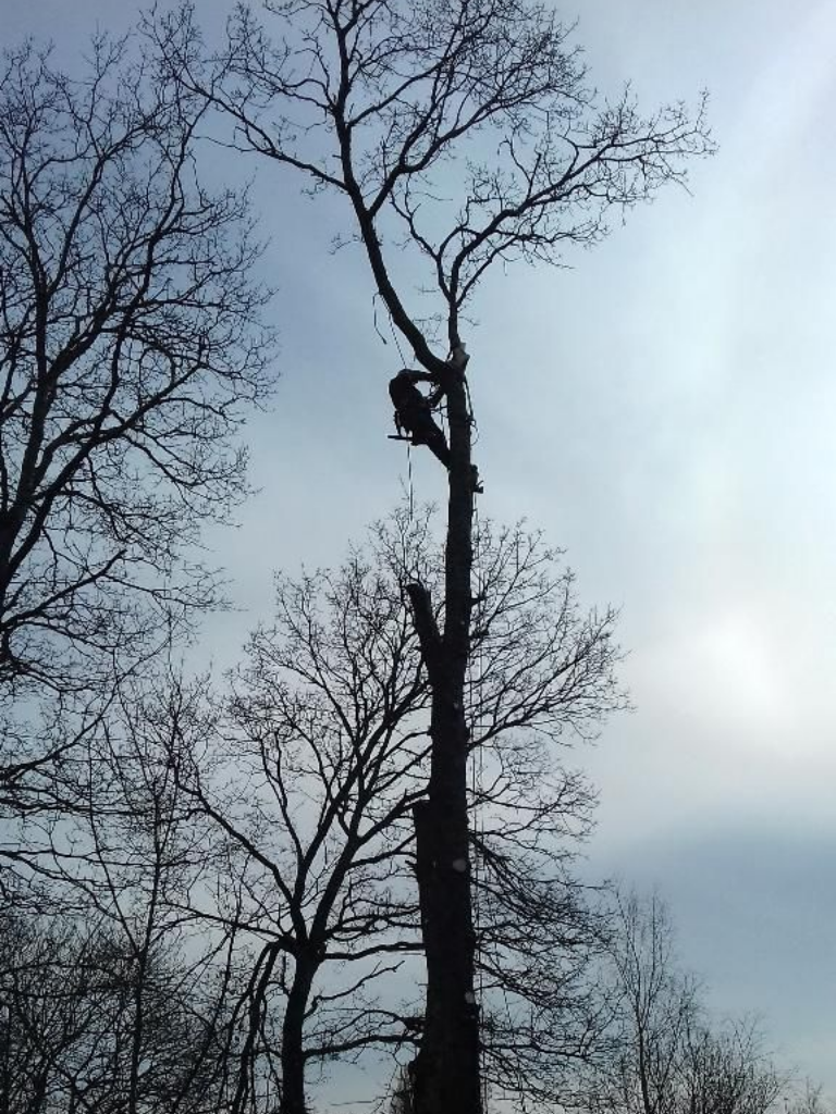 De grands arbres dénudés se détachant sur un ciel gris, avec une personne grimpant au tronc principal