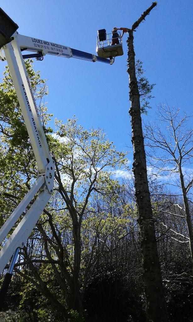 Une nacelle élévatrice taille un grand arbre sur fond de ciel bleu clair.