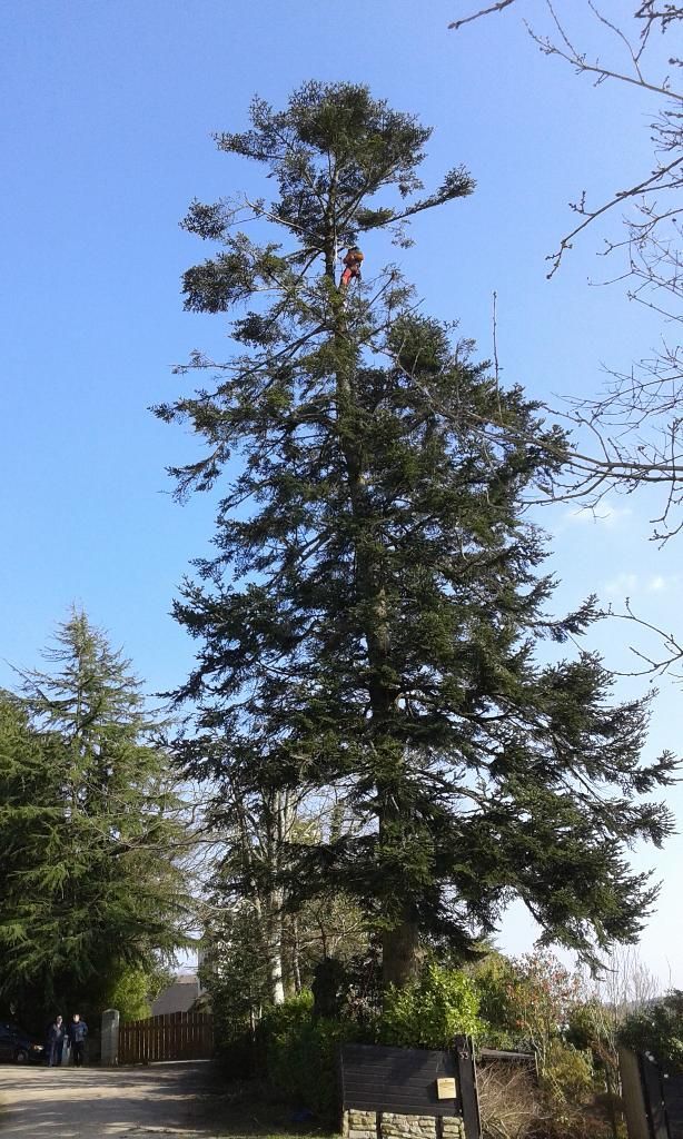 Grand conifère se détachant sur un ciel bleu clair dans un cadre ressemblant à un parc