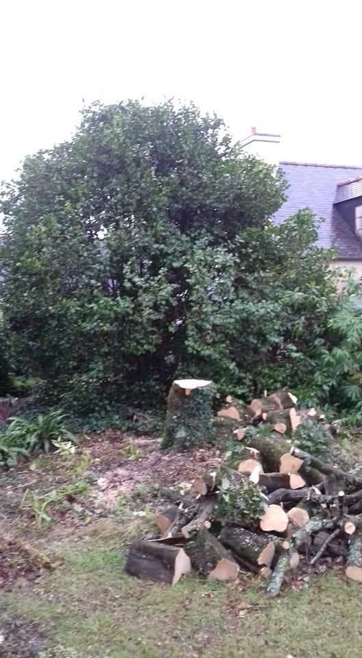 Un buisson dense et vert dans une cour, à côté d'un tas de bois coupé et d'un mur de maison.