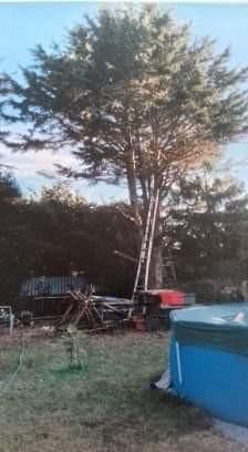 Cour arrière avec un grand arbre, du bois empilé et un récipient en plastique bleu au premier plan