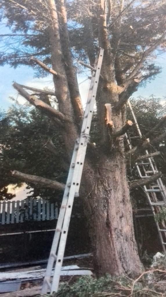 Un grand arbre est taillé à l'aide d'échelles et d'une plateforme de travail dans une cour arrière.