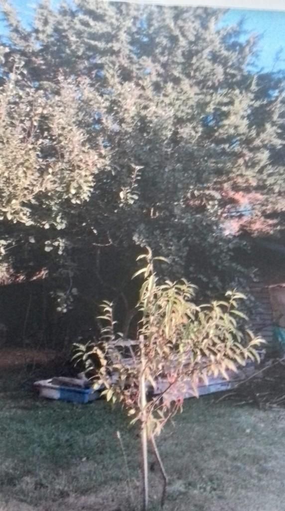 Un jeune arbre dans une cour herbeuse, avec un grand arbre feuillu derrière lui et un ciel bleu au-dessus.