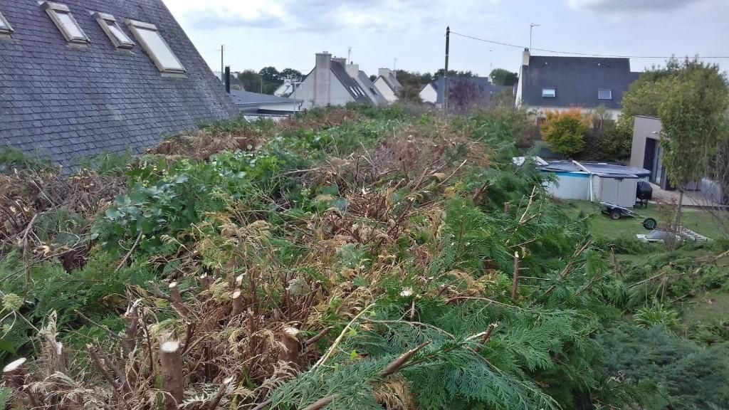 Allée de jardin envahie par la végétation, jonchée de mauvaises herbes et de feuilles mortes, le long des maisons par temps nuageux