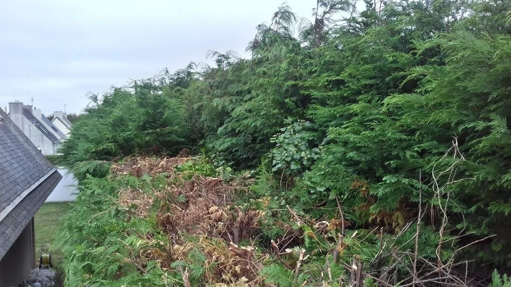 Des arbres et des arbustes d'un vert dense bordent les toits d'une colline nuageuse.