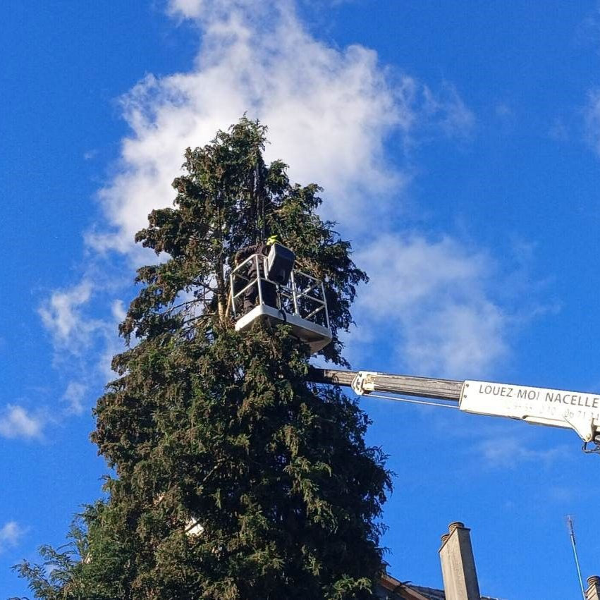 Un élagueur dans une nacelle élévatrice, taille un grand conifère sur fond de ciel bleu.