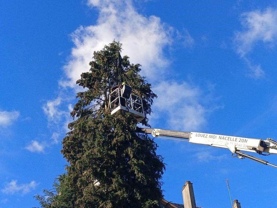 Une grue élague la cime d'un grand arbre sur fond de ciel bleu.