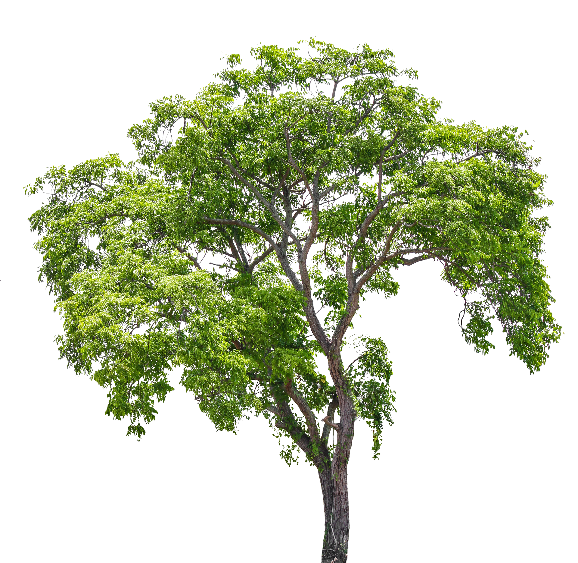Arbre verdoyant au tronc élancé, isolé sur fond blanc