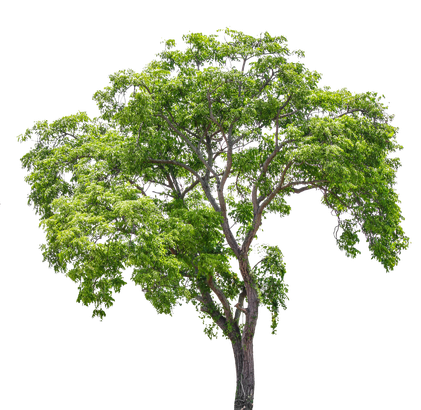 Arbre verdoyant au tronc élancé, isolé sur fond blanc