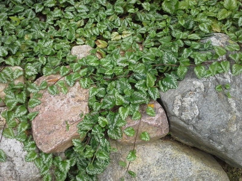 Uudenmaan pihapojat Oy