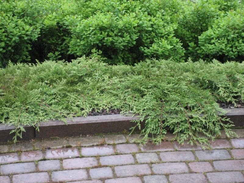 Uudenmaan pihapojat Oy