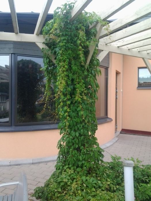 Uudenmaan pihapojat Oy