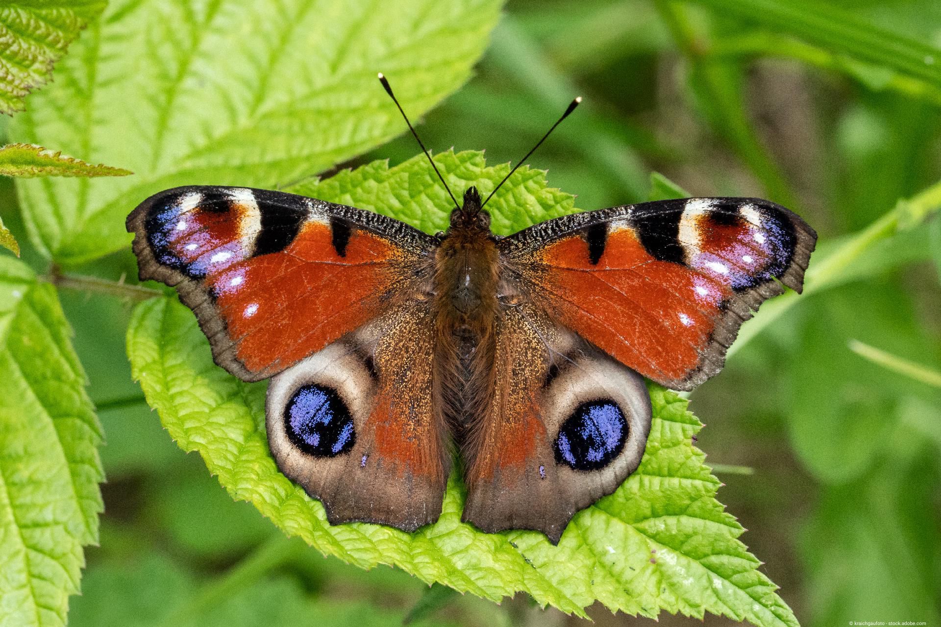 Schmetterlinge (Lepidoptera) Tagpfauenauge